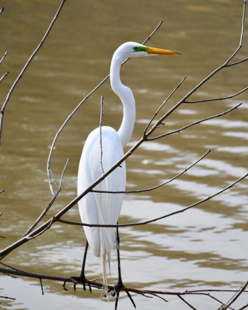 The Great Egret is a large white wading bird commonly found in wetlands and along shorelines. During breeding season, it develops a bright green patch between the eye and bill and grows long, delicate plumes along its back.

In the late 1800s, those plumes were highly sought after in the fashion industry, and the species was hunted nearly to extinction as feathers were once sold for more than gold by weight. Conservation protections helped the population recover.

Great Egrets migrate each year, and we typically see them from spring through fall. While they often spend much of their time alone, breeding season brings them together in large nesting groups called rookeries, sometimes shared with other egrets, herons, and other wading birds.

#GlenwoodCemetery #Houston #Nature #WorldWildlifeDay #GreatEgret #Conservation #WildlifeProtection