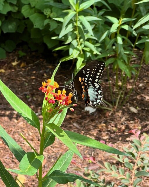 The Pipevine Swallowtail is one of the most eye-catching butterflies you’ll see in North America. Its dark wings shine with an iridescent blue in the sunlight, and the bright orange spots underneath make it easy to recognize in flight.

It gets its name from the pipevine plant, which its caterpillars rely on for food. Pipevine contains natural toxins, and the caterpillars absorb them as they grow. Those toxins stay in their bodies into adulthood, helping protect them from predators.

You can usually spot these butterflies in spring and summer around gardens, meadows, and wooded areas. Planting native pipevine is a great way to support their life cycle and create habitat for pollinators in your community. 🦋

#GlenwoodCemetery #Houston #Nature #LearnAboutButterflies #PipevineSwallowtail #Butterflies #PollinatorGarden #NativePlants