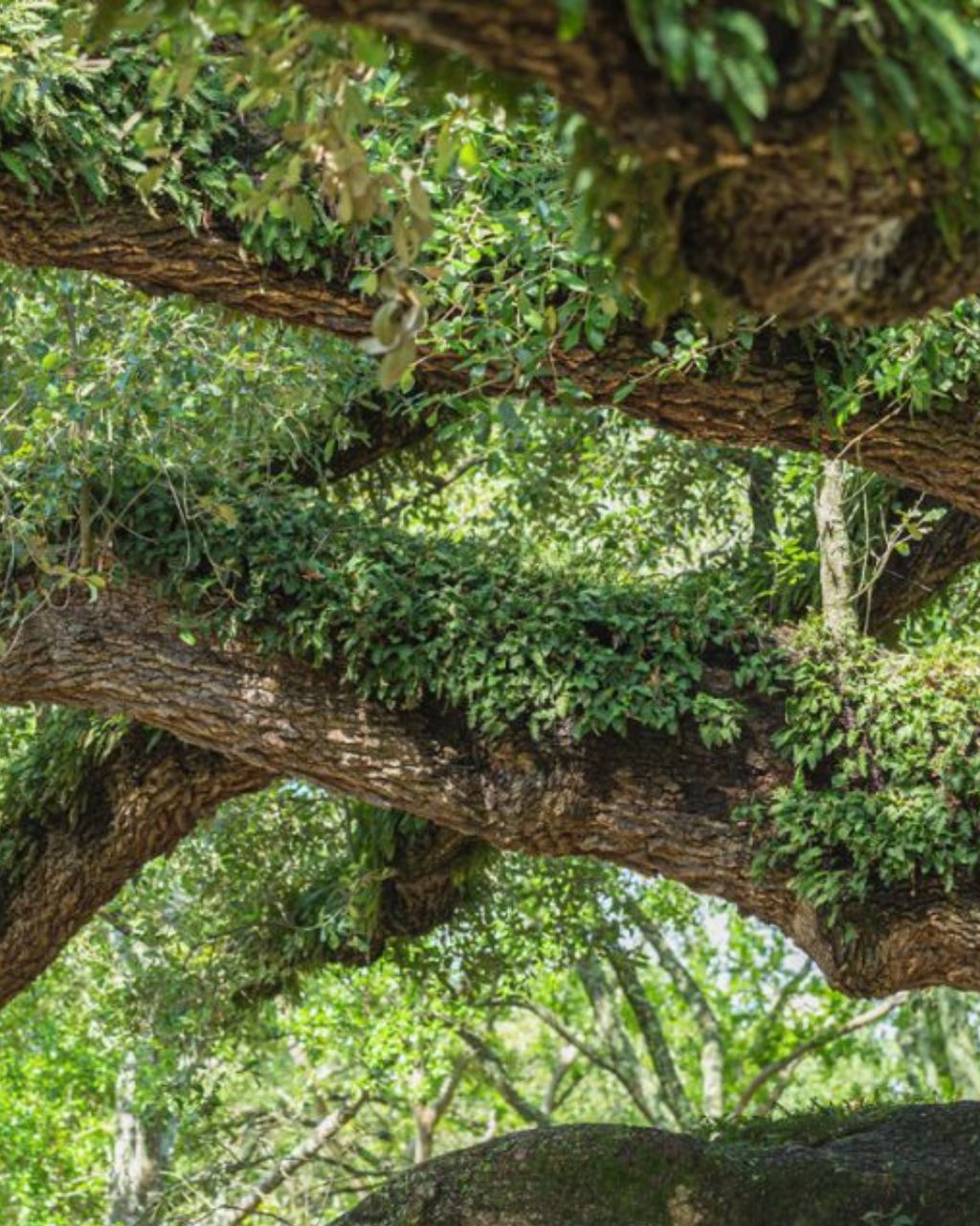 Resurrection Fern (Pleopeltis polypodioides) is an epiphytic fern, meaning it grows on the surface of other plants rather than in soil. Like other ferns, it reproduces by spores instead of seeds.

At Glenwood, it’s most often found growing along the branches of our live oak trees, where it thrives without harming its host.

During dry periods, the fern shrivels and turns a grayish-brown color. After rain or moisture returns, it quickly unfurls and becomes green again, sometimes within just a few hours.

Keep an eye out for these fascinating plants the next time you visit Glenwood.

#GlenwoodCemetery #Houston #ResurrectionFern #GlenwoodGrounds #Nature #Spring