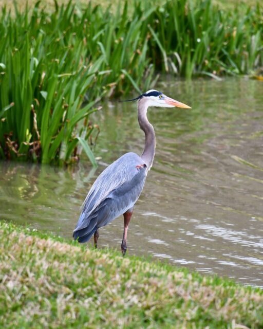 There’s something special about catching a glimpse of a blue heron by the lake 💙

A quiet moment of stillness in the middle of the city.

Keep an eye out by the lake. You never know who might be visiting.

#GlenwoodCemetery #Glenwood #Houston #Nature #Wildlife #BlueHeron  #HoustonWildlife #PeacefulPlaces #HistoricHouston
