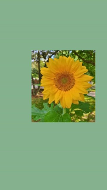 May at Glenwood ☀️🏵️🌻

Thank you for following along through another month of history, nature, and community at Glenwood.✨

#GlenwoodCemetery #GardenCemetery #Houston #HistoricHouston #HoustonHistory