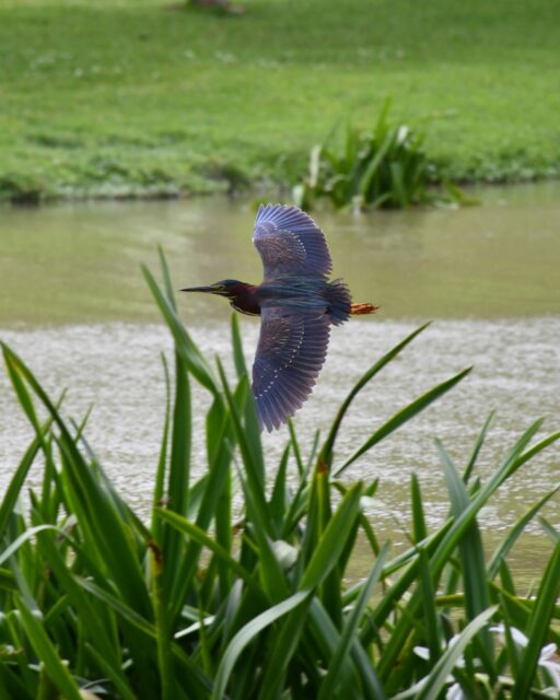 Small but surprisingly clever, the Green Heron is one of the few bird species known to use tools. These resourceful hunters have been observed dropping insects, feathers, and even bits of bread onto the water’s surface to lure fish within striking distance.

Most often found stalking prey along the edges of ponds, streams, and wetlands, Green Herons typically hunt in shallow water. However, they are also capable swimmers and have been seen paddling impressive distances when pursuing prey.

After nesting season, many Green Herons disperse in search of new feeding grounds. While most stay close to home, some adventurous individuals have traveled far beyond their normal range, appearing in places as distant as England and France.

📸 Have you spotted a Green Heron at Glenwood?

#GlenwoodCemetery #GreenHeron #WildlifeWednesday #Houston