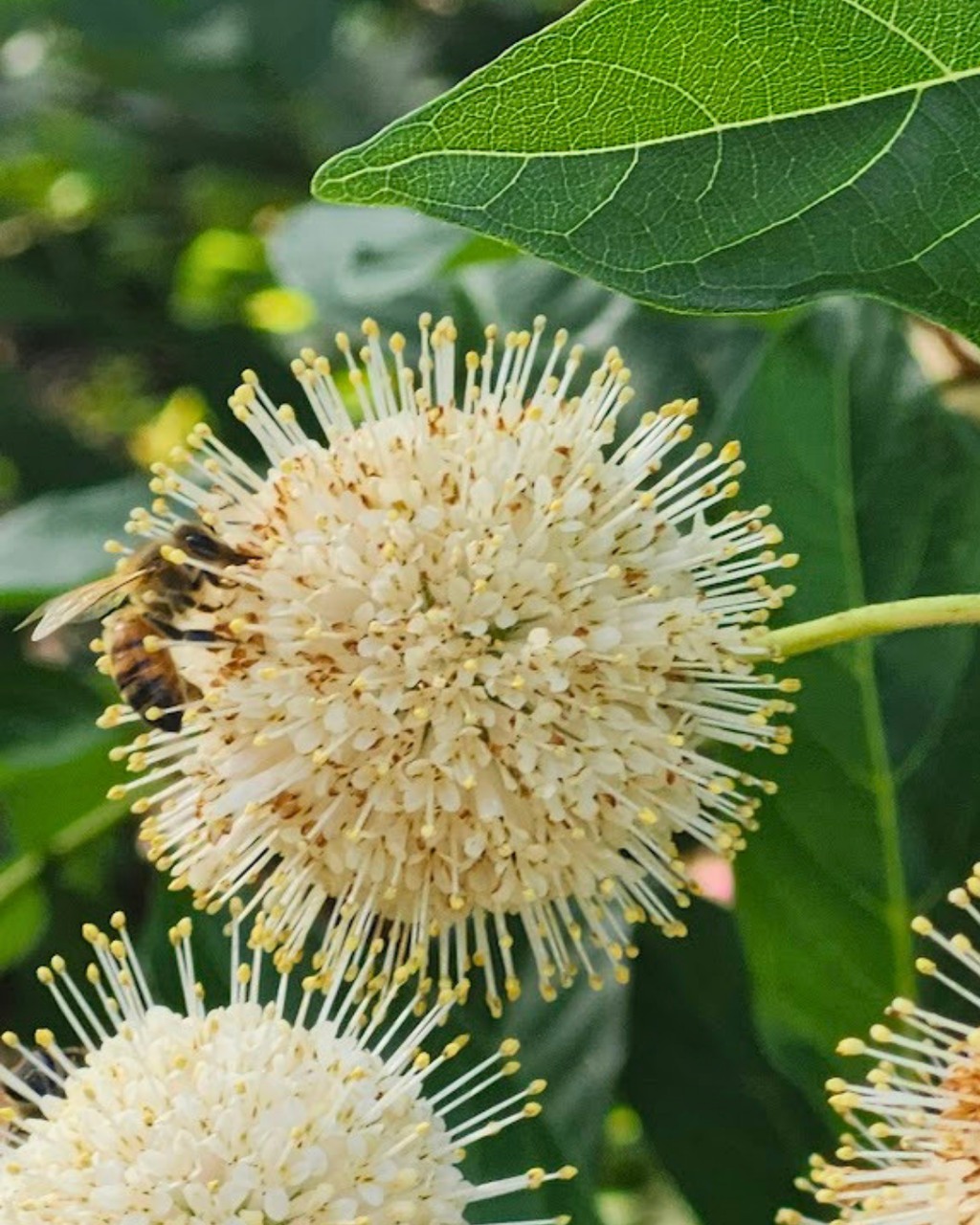This week is #PollinatorWeek! 🐝🌼 
Pollinators like bees, butterflies, birds, and other wildlife are essential to healthy ecosystems, helping flowering plants reproduce and supporting the biodiversity around us. 

At Glenwood, our gardens and green spaces provide important habitat and seasonal blooms for these hardworking visitors. Even small actions, like planting native flowers, can help protect pollinators for future generations. 

#PollinatorWeek #ProtectPollinators #Bees #NativePlants #HoustonNature #GlenwoodCemetery #Houston #WildlifeWednesday