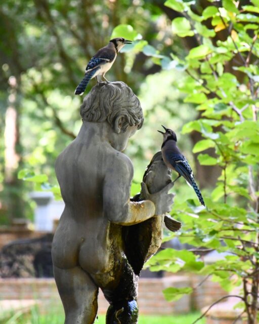Caught in conversation 💙

#glenwoodcemetery #houston #wildlifewednesday #historichouston #bluejay #gardencemetery
