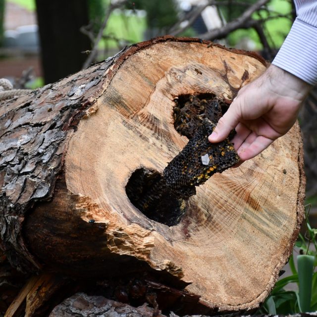 🐝 An unexpected discovery!

While removing a dead pine tree, our crew found an active honey bee hive hidden inside the trunk. To safely relocate the colony, we called in @allthingsbeestexas, who also cares for Glenwood's eight other hives.

Working carefully, the team cut the tree into sections and removed the hive while minimizing disturbance to the bees. We're happy to report that the colony was successfully relocated and has now joined the other hives on the property, where it will continue supporting Glenwood's thriving ecosystem.

#GlenwoodCemetery #Houston #HoneyBee #BeeRescue #Pollinators