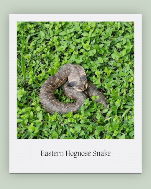 Meet the Eastern Hognose Snake, one of the many native wildlife species that calls Glenwood home. Easily recognized by its distinctive upturned nose, this harmless snake uses it to dig through sandy soil in search of one of its favorite foods - toads.

Often called the "drama queen" of the snake world, the Eastern Hognose puts on quite the performance when threatened. It may hiss, flatten its neck, or even play dead, all in an effort to convince predators to leave it alone.

��Snakes play an important role in healthy ecosystems by helping maintain balanced wildlife populations and serving as both predators and prey. Every wildlife sighting is a reminder that Glenwood is not only a place of history but also an important habitat for native species.💚🐍

�

�#glenwoodcemetery #snakeday #houston #historichouston #gardencemetery #wildlife #hognosesnake