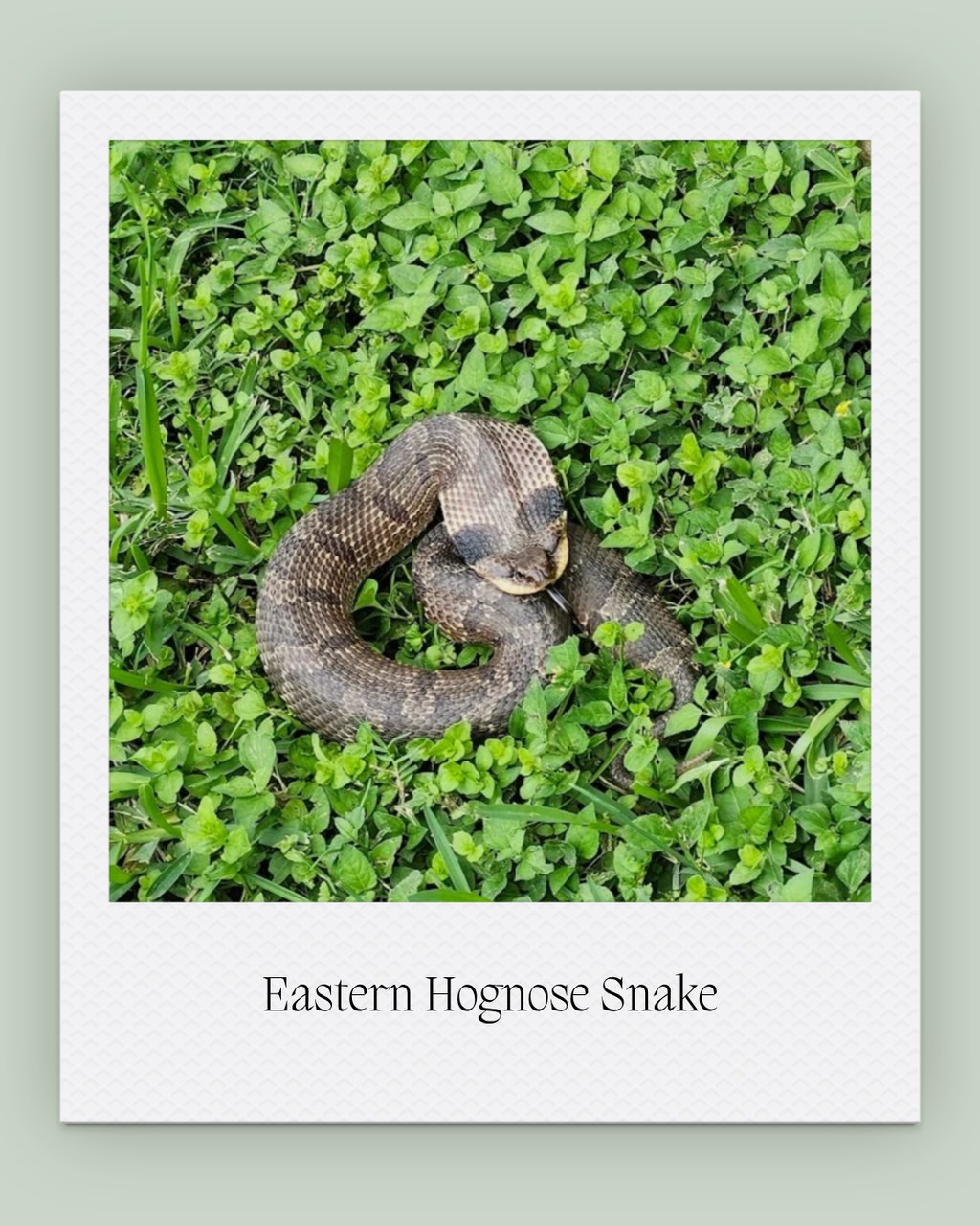 Meet the Eastern Hognose Snake, one of the many native wildlife species that calls Glenwood home. Easily recognized by its distinctive upturned nose, this harmless snake uses it to dig through sandy soil in search of one of its favorite foods - toads.

Often called the "drama queen" of the snake world, the Eastern Hognose puts on quite the performance when threatened. It may hiss, flatten its neck, or even play dead, all in an effort to convince predators to leave it alone.

��Snakes play an important role in healthy ecosystems by helping maintain balanced wildlife populations and serving as both predators and prey. Every wildlife sighting is a reminder that Glenwood is not only a place of history but also an important habitat for native species.💚🐍

�

�#glenwoodcemetery #snakeday #houston #historichouston #gardencemetery #wildlife #hognosesnake