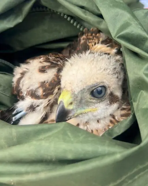 As our Lead Horticulturalist was leaving for the day, he heard distressed chirping and came across a young hawk in need of help.

The fledgling was covered in mites and appeared to be ill, so the Glenwood team contacted the Houston SPCA Wildlife Center. The young hawk is now in their care, where it can receive the treatment and rehabilitation it needs.

We're grateful for the opportunity to help protect the wildlife that calls Glenwood home.🦅💚

@houstonspcaswildlifecenter 

#GlenwoodCemetery #HoustonWildlife #WildlifeRescue #HoustonSPCA #Nature #Conservation #Houston #Wildlife
