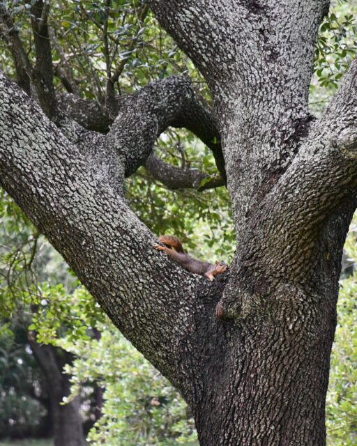 Someone found the perfect spot for an afternoon snooze 💤🐿️ 

#glenwoodcemetery #houston #cemetery #wildlife