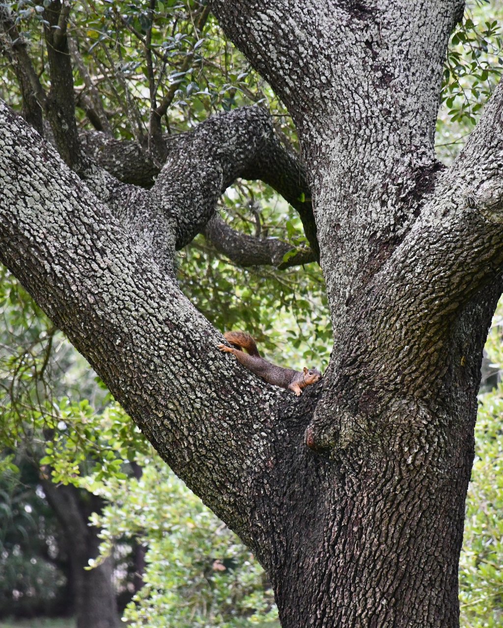 Someone found the perfect spot for an afternoon snooze 💤🐿️ 

#glenwoodcemetery #houston #cemetery #wildlife