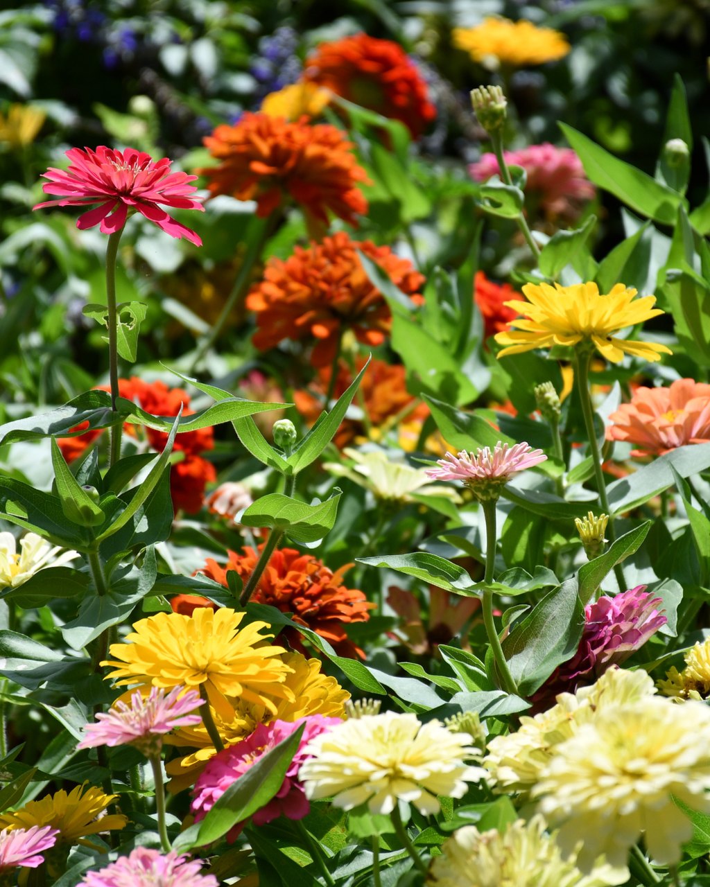 Zinnias are blooming all across the grounds, adding vibrant pops of color at every turn. 🌸 Zinnias symbolize endurance, lasting affection, and the remembrance of absent friends, making them a meaningful reminder of the beauty found in both memory and the present moment.🤍

#glenwoodcemetery #houston #blooms #gardencemetery