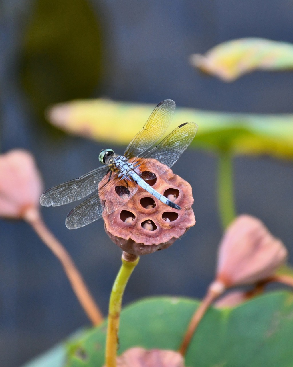 A symbol of transformation and renewal, spotted among the summer greenery in Glenwood’s Stream Garden. 🌿

#glenwoodcemetery #wildlifewednesday #houston #wildlife #cemetery