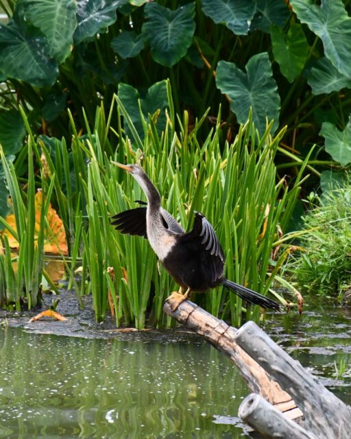 An Anhinga, also known as a “snakebird,” was recently spotted at Glenwood perched above the water with its wings spread to dry.

Anhinga are skilled swimmers and divers, using their long, slender necks and sharp, pointed bills to hunt fish underwater. Their nickname comes from the way they swim with most of their body submerged, leaving only their long, snake-like neck visible above the surface.

Unlike many other waterbirds, Anhingas have feathers that are less water-repellent, allowing them to dive and move more easily beneath the surface. After a swim, they can often be seen perched with their wings dramatically outstretched to dry.

Native to the southeastern United States and commonly found around ponds, lakes, bayous, and wetlands, Anhingas are another example of the incredible variety of wildlife that can be found throughout Glenwood’s grounds. 🌿

#GlenwoodCemetery #Anhinga #Snakebird #HoustonWildlife #BirdingHouston