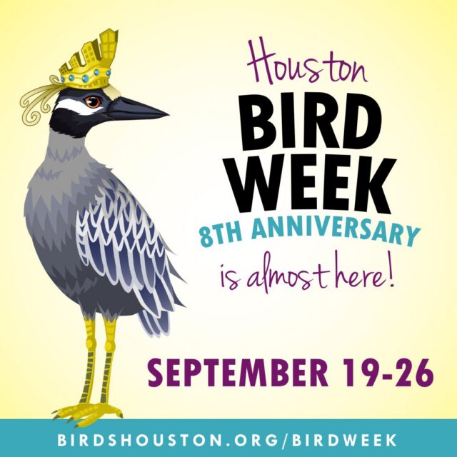 We’re excited to be part of the 8th annual Houston Bird Week! From September 19–26, Birds Houston and local partners are hosting a full lineup of free and low-cost events throughout the city. Bird Week is an annual celebration of our city’s important role in the lives of billions of birds, with events for all! @birdshouston

Join us at Glenwood for “Hidden Wings” on Wednesday, September 23 from 8AM-11AM, and enjoy one of the many fun events centered around our region’s birds and wildlife. There’s something for everyone! 

Learn more at birdshouston.org/birdweek and register at the link in our bio! 
 

#HoustonBirdWeek #GlenwoodCemetery #Houston #HoustonEvents