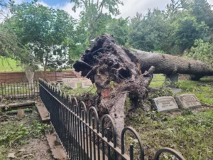 Hurricane Beryl Damage