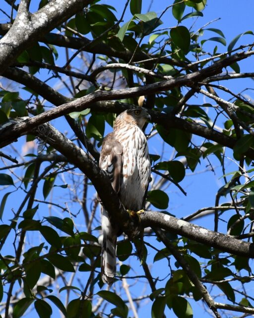 On National Wildlife Day, we celebrate the landscapes, habitats, and quiet moments that make Glenwood so unique. We’re grateful to steward a space where nature continues to thrive. 💚

#GlenwoodCemetery #Houston #NationalWildlifeDay #Wildlife #glenwoodcemetery #HistoricHouston #HoustonHistory